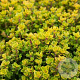 Thymus citriod. 'Golden Dwarf' GM P9