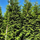 Thuja pl. 'Excelsa' 300-325 cm draadkluit extra