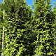 Thuja pl. 'Excelsa' 300-325 cm draadkluit extra