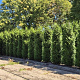 Thuja pl. 'Excelsa' 300-325 cm draadkluit extra
