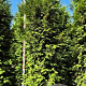 Thuja pl. 'Excelsa' 300-325 cm draadkluit extra