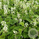Tiarella 'Appalachian Trail' GM P9