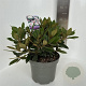 Rhododendron (Y) 'Dreamland' 30-40 cm 5,0L