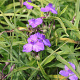 Tradescantia (A) 'Purewell Giant' GM P9