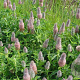 Trifolium rubens 'Peach Pink' GM P9