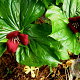Trillium sulcatum GM P9