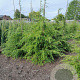 Tsuga canadensis 175-200 cm met kluit