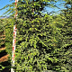 Tsuga canadensis 200-225 cm draadkluit extra