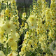 Verbascum 'Gainsborough' GM P9