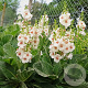 Verbascum 'Jackie in Spots' GM P9
