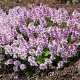 Veronica prostrata 'Mrs Holt' GM P9