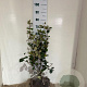 Viburnum burkw. 'Anne Russell' 50-60 cm met kluit