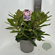 Rhododendron (Y) 'Percy Wiseman' 30-40 cm 5,0L