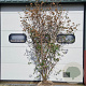 Viburnum burkwoodii 200-250 cm draadkluit struik
