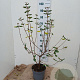 Viburnum burkwoodii 60-70 cm 5,0L