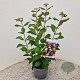 Viburnum farreri 50-55 cm 2,5L