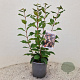 Viburnum farreri 50-55 cm 2,5L