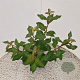 Viburnum farreri 50-55 cm 2,5L