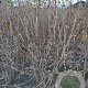 Viburnum lantana 150-175 cm met kluit struik 50
