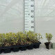 Viburnum opulus 100-125 cm met kluit