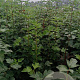 Viburnum opulus 100-125 cm met kluit struik meerstammig