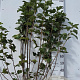 Viburnum opulus 125-150 cm met kluit