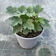 Viburnum opulus 'Roseum' 10-15 cm 2,5L