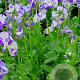 Viola (C) 'Rebecca Cawthorne' GM P9