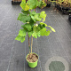 Vitis 'Vanessa' GM C3