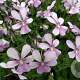 Viola 'Victoria's Blush' GM P9