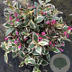 Weigela florida All Summer Monet 30-40 cm 3,0L