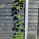 Wisteria brach. 'Shiro Kapitan' 150-175 cm vierkant rond 5,5L