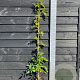 Wisteria flor. 'Alba' 150-175 cm vierkant rond 5,5L