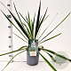 Yucca filamentosa 'Bright Edge' 40-50 cm 7,5L