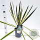 Yucca filamentosa 'Bright Edge' 40-50 cm 7,5L