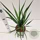 Yucca filamentosa 30-40 cm 2,5L