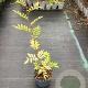 Zanthoxylum americanum 60-80 cm 3,0L