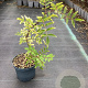 Zanthoxylum coreanum GM C3