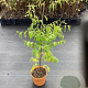 Ziziphus jujuba GM C3