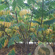 Rhus typhina 250-300 cm draadkluit