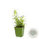 Artemisia dracunculus GM  P11