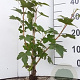 Ribes nigrum 40-60 cm wortelgoed 0/1