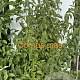 Cornus mas 125-150 cm met kluit
