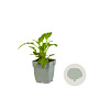 Echinacea Sombrero Lemon Yellow GM  P11