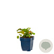 Epimedium versic. 'Sulphureum' GM  P11