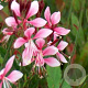 Gaura l. 'Siskiyou Pink' GM P9