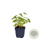 Geranium endressii GM  P11