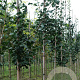 Ginkgo bil. 'Denise' 6-8 HO draadkluit