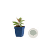 Helleborus sternii GM  P11