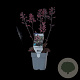 Heuchera villosa GM  P11
